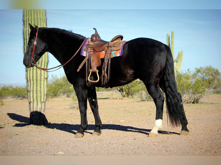 Frisones Caballo castrado 5 años 155 cm Negro in Marana