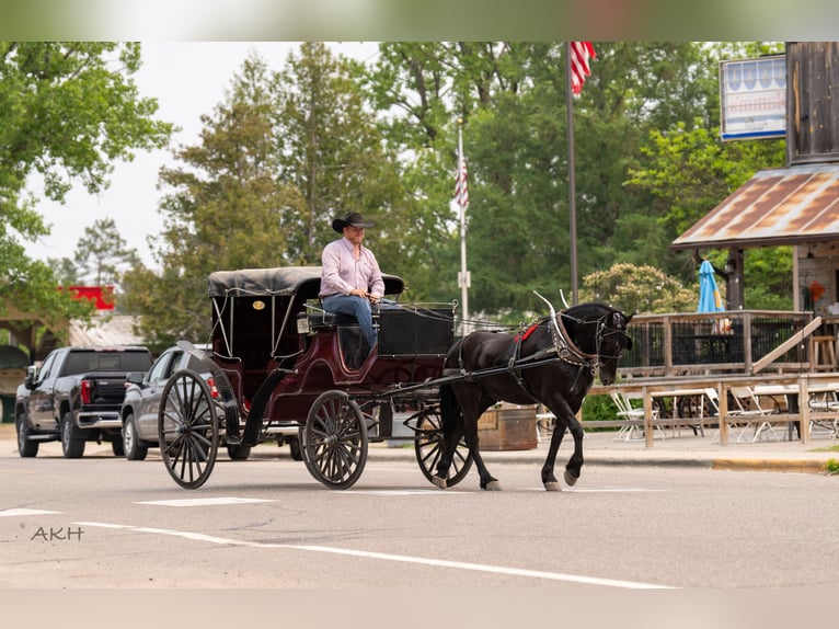 Frisones Mestizo Caballo castrado 5 años 155 cm Negro in Nevis, MN