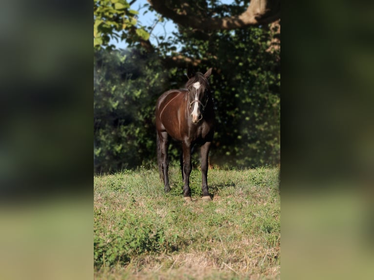 Frisones Caballo castrado 5 años 155 cm Negro in Albion