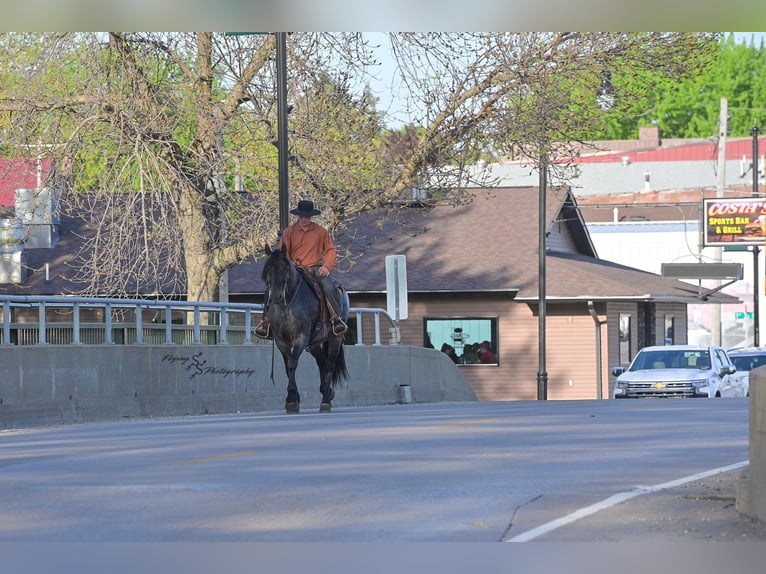 Frisones Mestizo Caballo castrado 5 años 155 cm Ruano azulado in Hazleton, IA