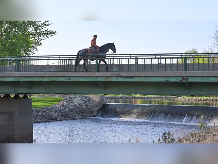 Frisones Mestizo Caballo castrado 5 años 155 cm Ruano azulado in Hazleton, IA