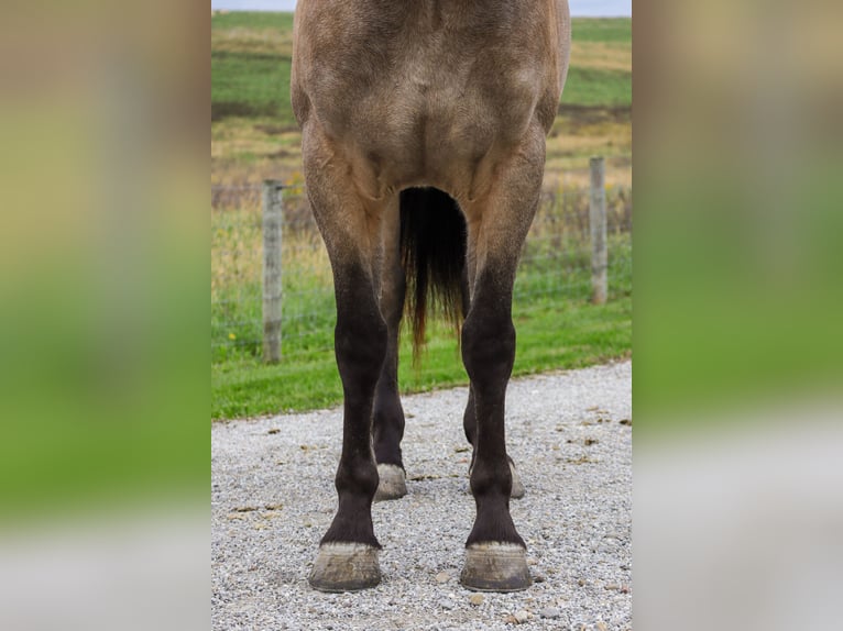 Frisones Mestizo Caballo castrado 5 años 157 cm Buckskin/Bayo in Sugarcreek