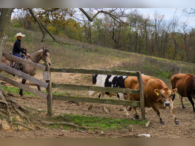 Frisones Mestizo Caballo castrado 5 años 157 cm Buckskin/Bayo in Sugarcreek