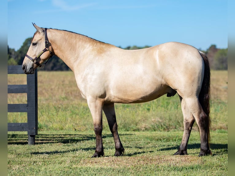 Frisones Caballo castrado 5 años 157 cm Buckskin/Bayo in Hopkinsville