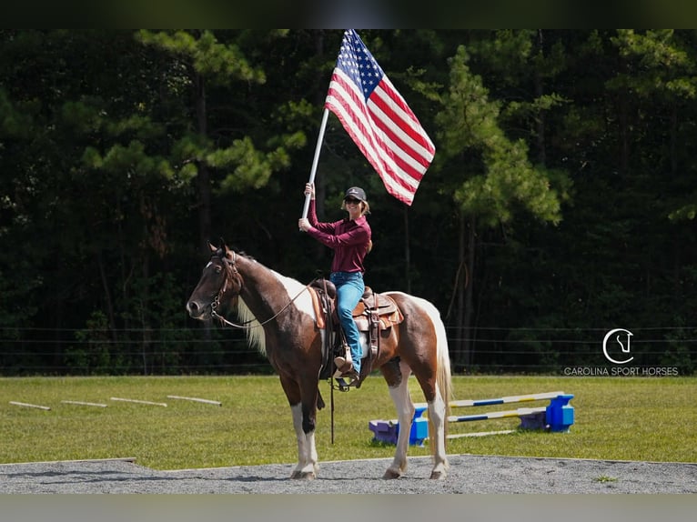 Frisones Mestizo Caballo castrado 5 años 157 cm in Clover, SC