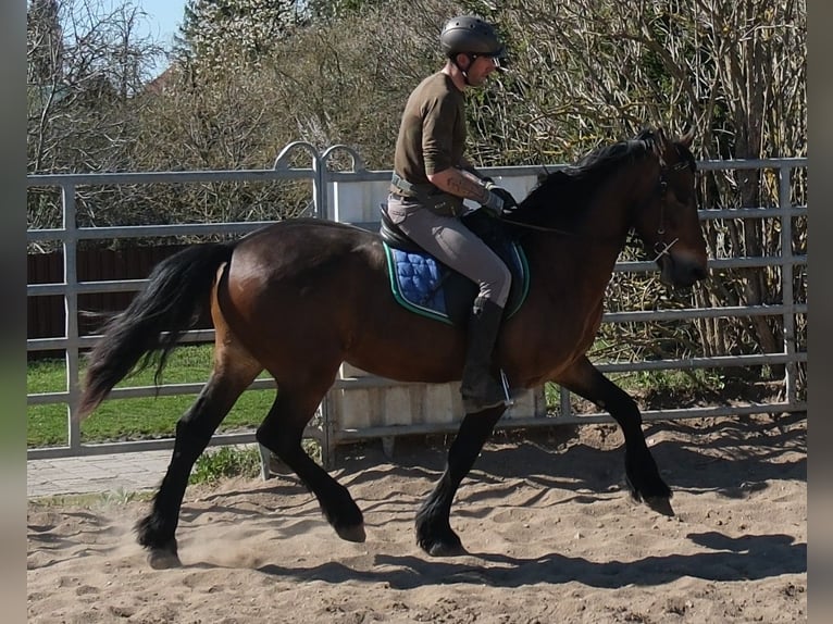 Frisones Mestizo Caballo castrado 5 años 157 cm Castaño oscuro in Buttstädt