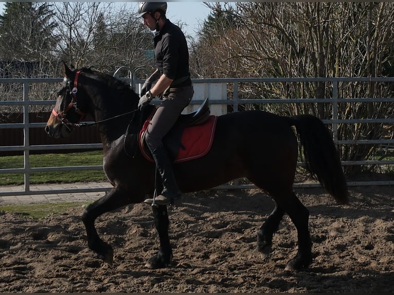 Frisones Mestizo Caballo castrado 5 años 157 cm Castaño oscuro in Buttstädt