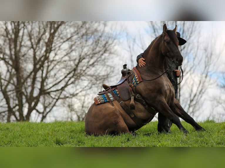 Frisones Mestizo Caballo castrado 5 años 157 cm Grullo in Shipshewana