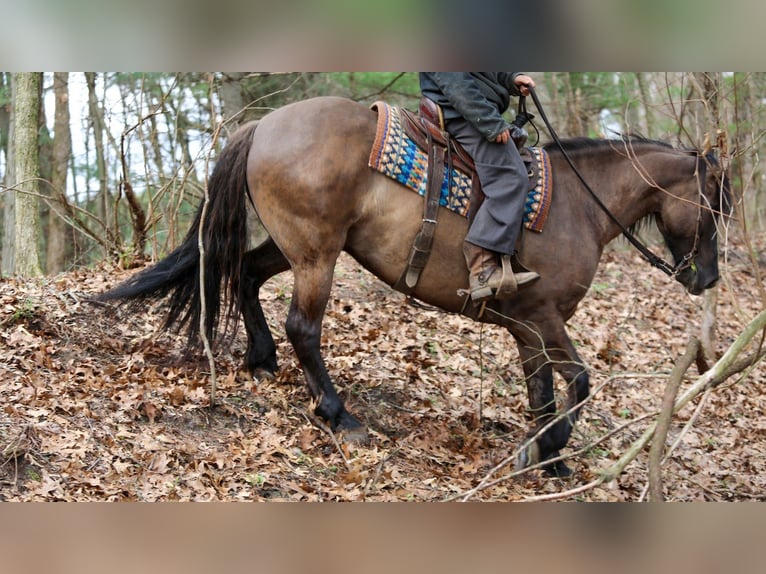 Frisones Mestizo Caballo castrado 5 años 157 cm Grullo in Shipshewana