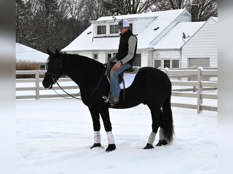 Frisones Mestizo Caballo castrado 5 años 157 cm Negro in Sturgis, MI