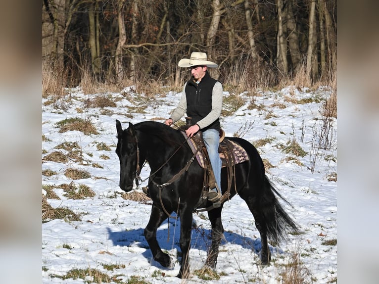 Frisones Mestizo Caballo castrado 5 años 157 cm Negro in Sturgis, MI