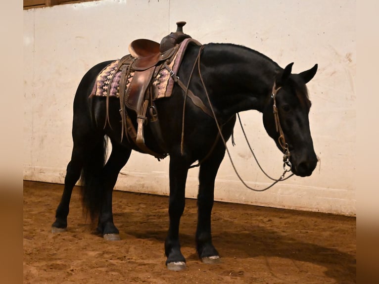 Frisones Mestizo Caballo castrado 5 años 157 cm Negro in Sturgis, MI