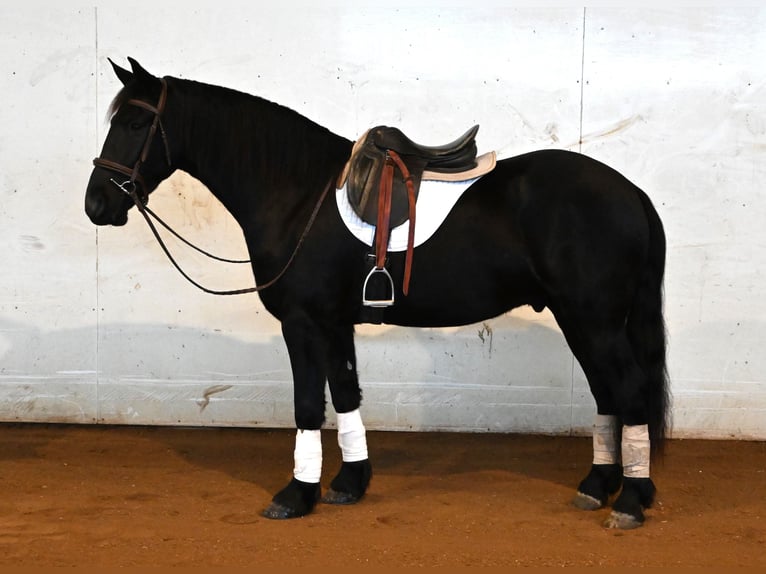 Frisones Mestizo Caballo castrado 5 años 157 cm Negro in Sturgis, MI