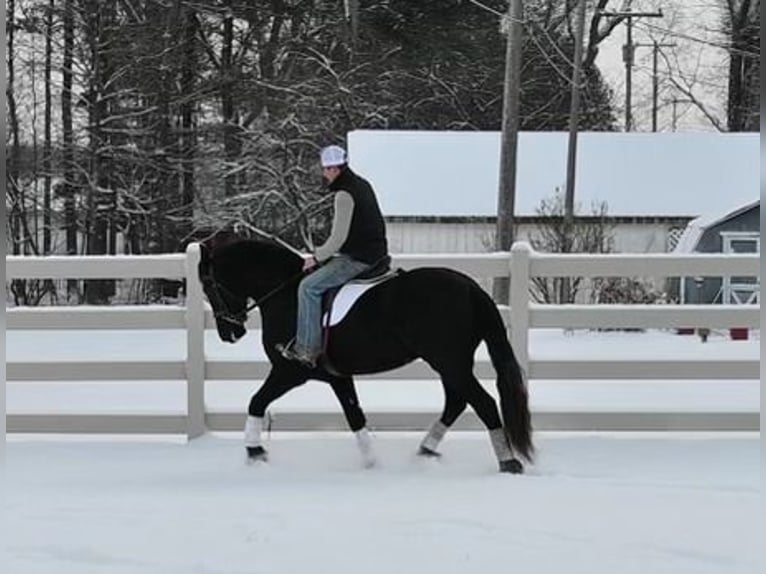 Frisones Mestizo Caballo castrado 5 años 157 cm Negro in Sturgis, MI