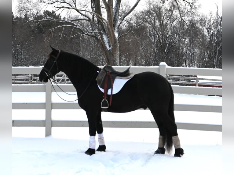 Frisones Mestizo Caballo castrado 5 años 157 cm Negro in Sturgis, MI