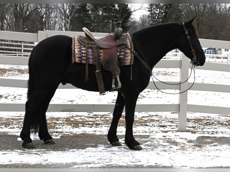 Frisones Mestizo Caballo castrado 5 años 157 cm Negro in Sturgis, MI