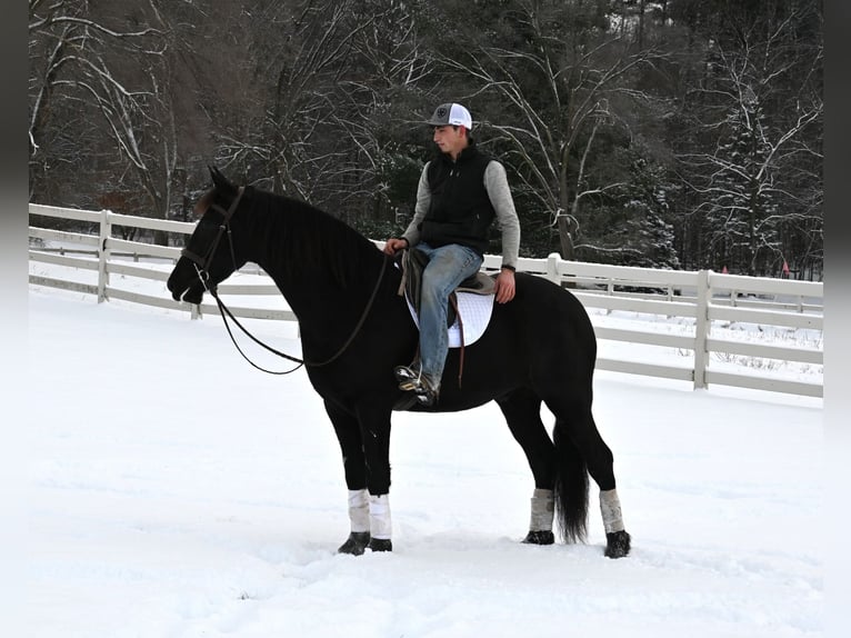 Frisones Mestizo Caballo castrado 5 años 157 cm Negro in Sturgis, MI