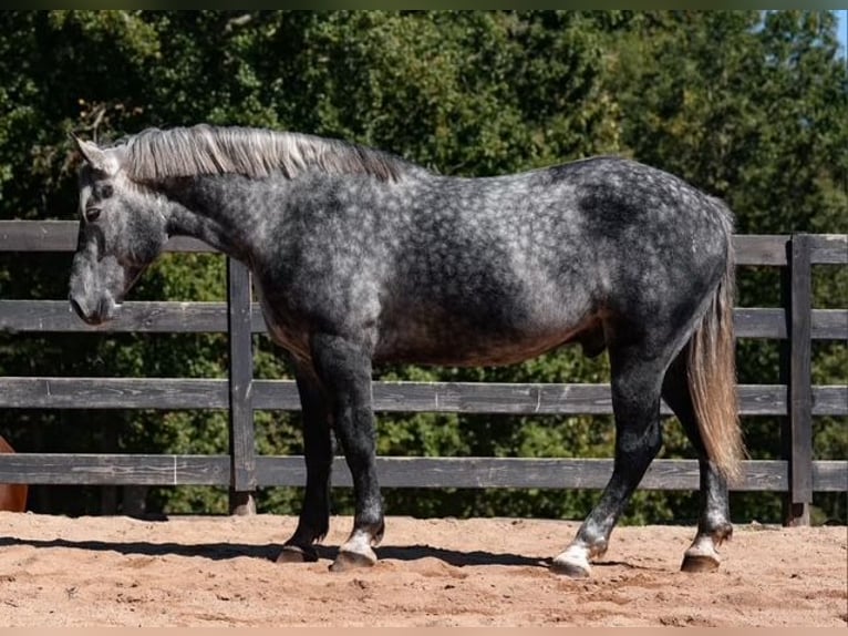 Frisones Mestizo Caballo castrado 5 años 157 cm Tordo in Clover Frisones Mestizo Caballo castrado 5 años 157 cm Tordo in Clover