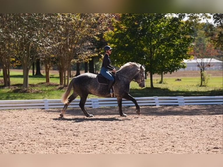 Frisones Mestizo Caballo castrado 5 años 157 cm Tordo in Clover Frisones Mestizo Caballo castrado 5 años 157 cm Tordo in Clover