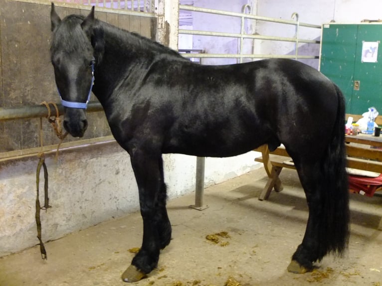 Frisones Caballo castrado 5 años 158 cm Negro in Buttstädt