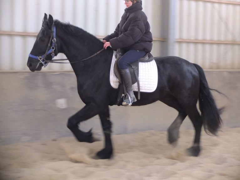 Frisones Caballo castrado 5 años 158 cm Negro in Buttstädt