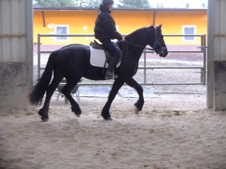 Frisones Caballo castrado 5 años 158 cm Negro in Buttstädt