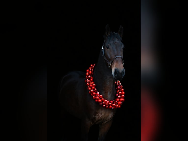 Frisones Mestizo Caballo castrado 5 años 160 cm  in Moers