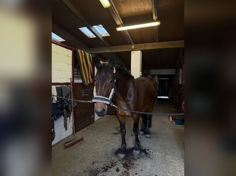 Frisones Mestizo Caballo castrado 5 años 160 cm  in Moers