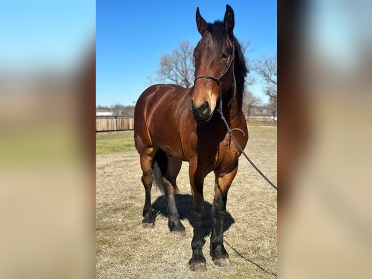 Frisones Caballo castrado 5 años 160 cm Castaño rojizo in Jacksboro, TX