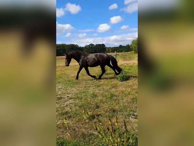 Frisones Caballo castrado 5 años 160 cm Negro in Schönwalde