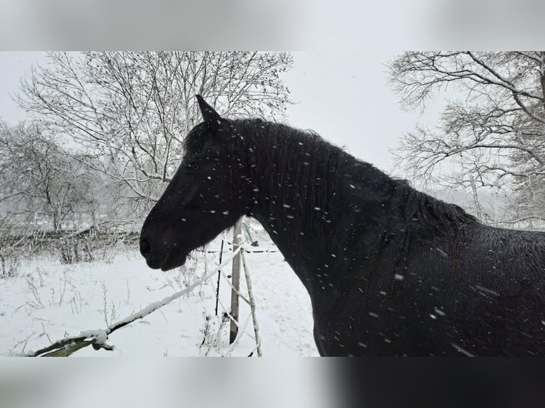Frisones Caballo castrado 5 años 160 cm Negro in Schönwalde