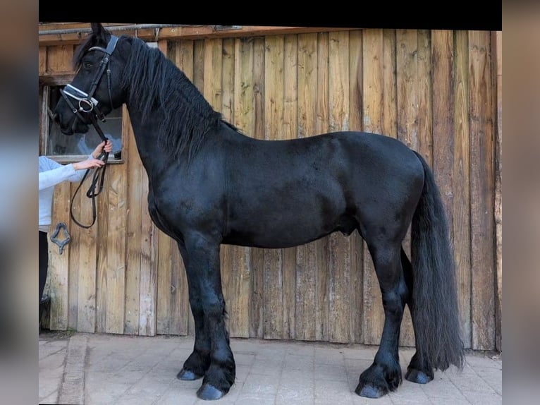 Frisones Caballo castrado 5 años 160 cm Negro in Wienhausen