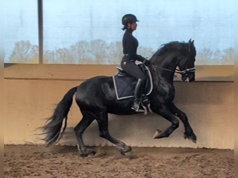 Frisones Caballo castrado 5 años 160 cm Negro in Wienhausen