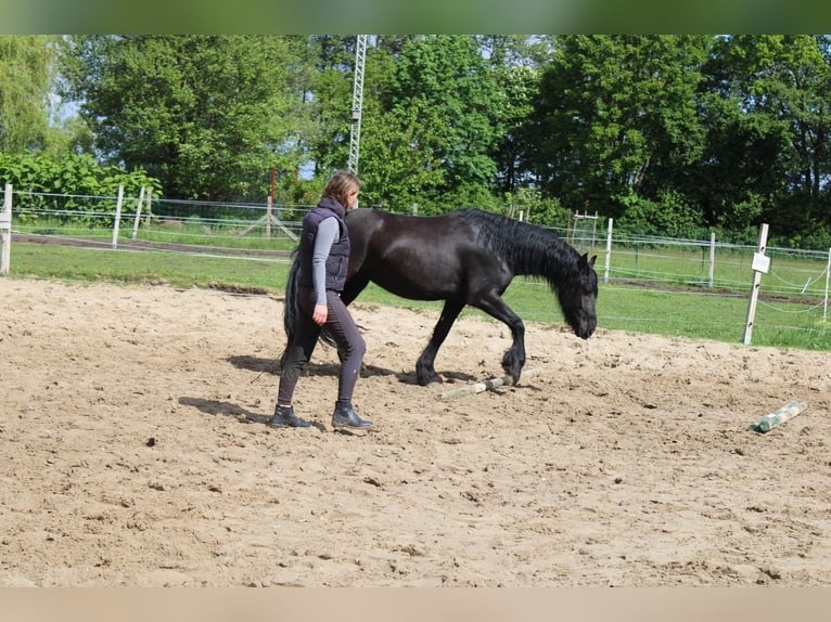 Frisones Caballo castrado 5 años 160 cm Negro in Wittenberge