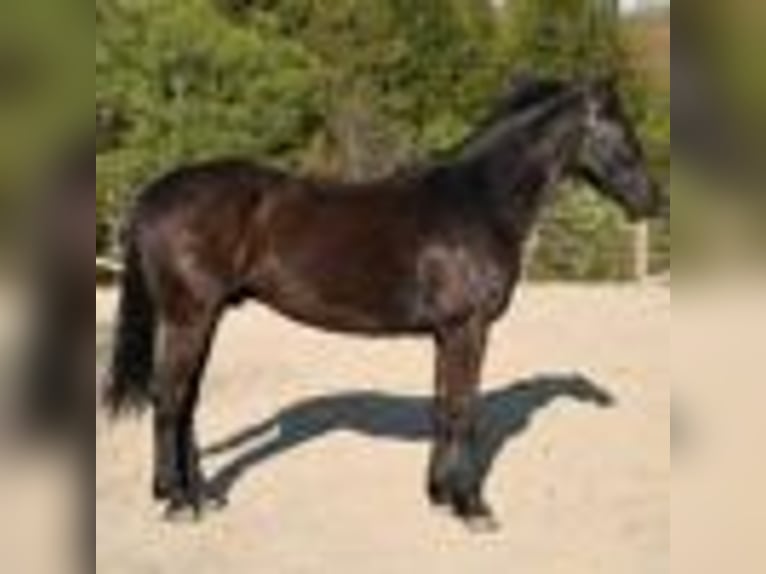 Frisones Caballo castrado 5 años 160 cm Negro in Warsaw NY