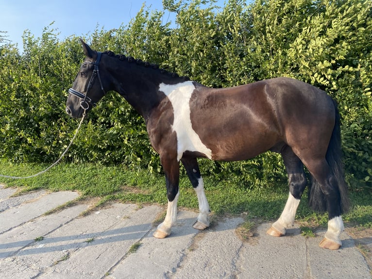 Frisones Mestizo Caballo castrado 5 años 160 cm Pío in Bentwisch