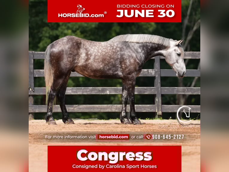 Frisones Mestizo Caballo castrado 5 años 160 cm Tordo in Clover, SC