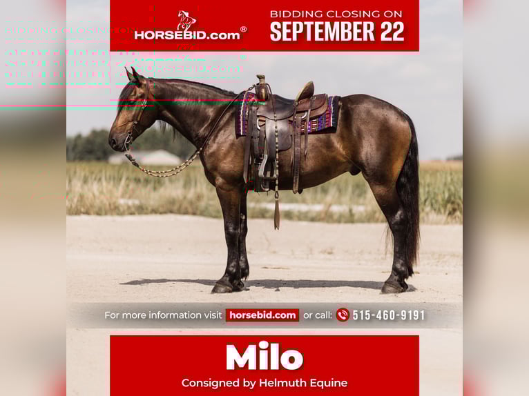 Frisones Mestizo Caballo castrado 5 años 163 cm Castaño rojizo in Ames