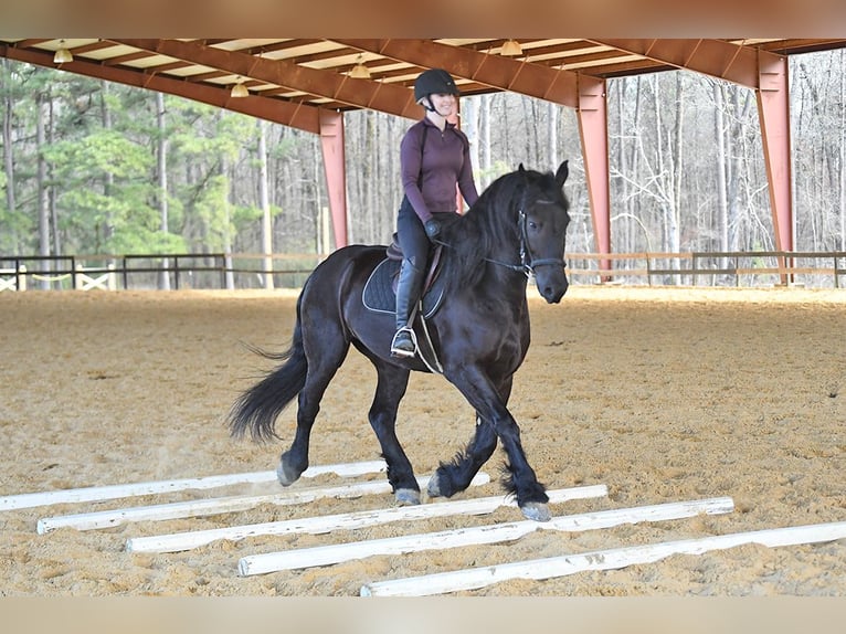 Frisones Caballo castrado 5 años 163 cm Morcillo in Berlin
