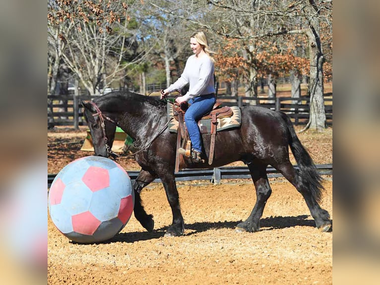Frisones Caballo castrado 5 años 163 cm Morcillo in Berlin