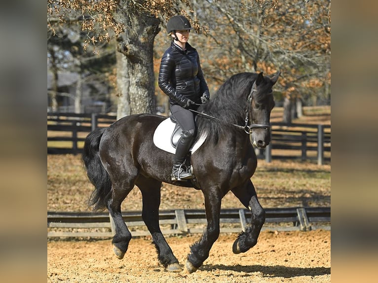 Frisones Caballo castrado 5 años 163 cm Morcillo in Berlin