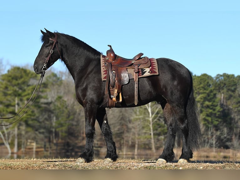Frisones Caballo castrado 5 años 163 cm Morcillo in Berlin