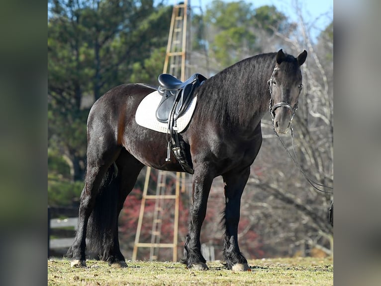 Frisones Caballo castrado 5 años 163 cm Morcillo in Berlin