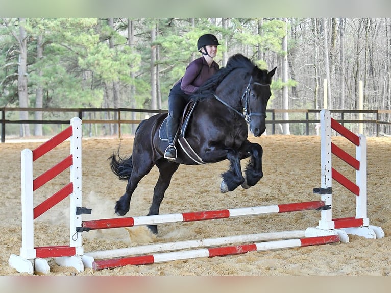 Frisones Caballo castrado 5 años 163 cm Negro in London