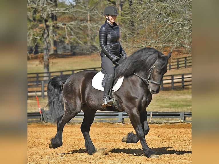 Frisones Caballo castrado 5 años 163 cm Negro in London