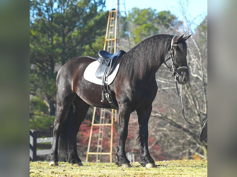 Frisones Caballo castrado 5 años 163 cm Negro in London