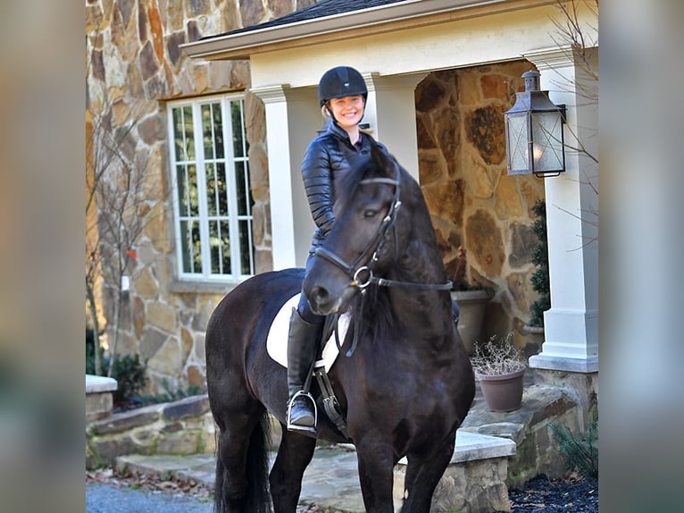 Frisones Caballo castrado 5 años 163 cm Negro in London