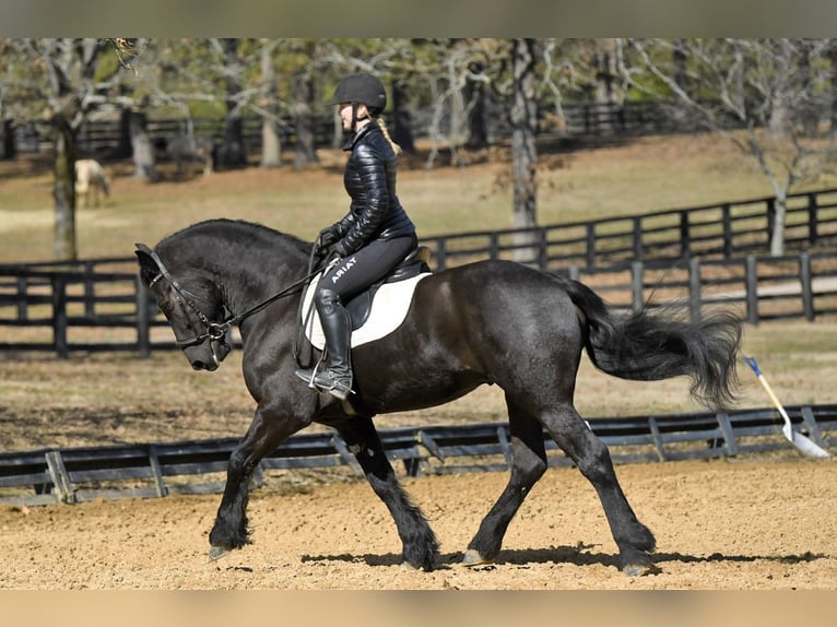 Frisones Caballo castrado 5 años 163 cm Negro in London