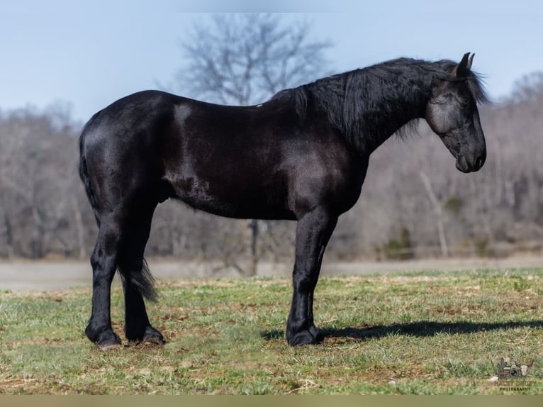 Frisones Mestizo Caballo castrado 5 años 163 cm Negro in Auburn