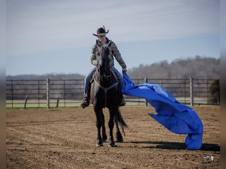 Frisones Mestizo Caballo castrado 5 años 163 cm Negro in Auburn